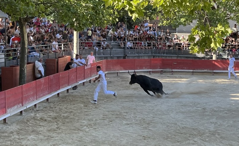 Taureaux