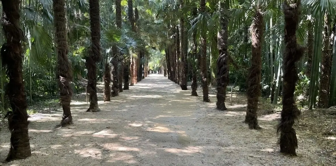 Bambouseraie — 1