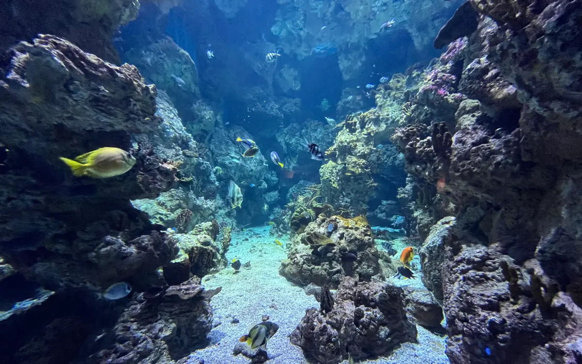 Planet Ocean — 2